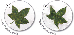 cotton stable